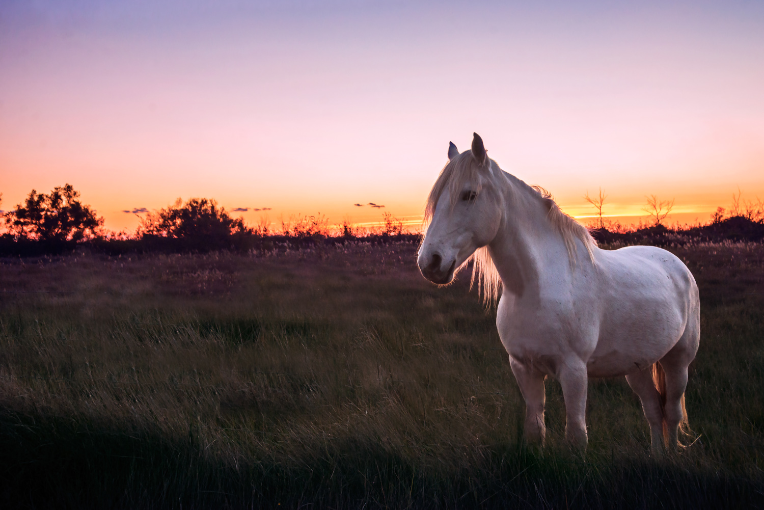 camargue-1