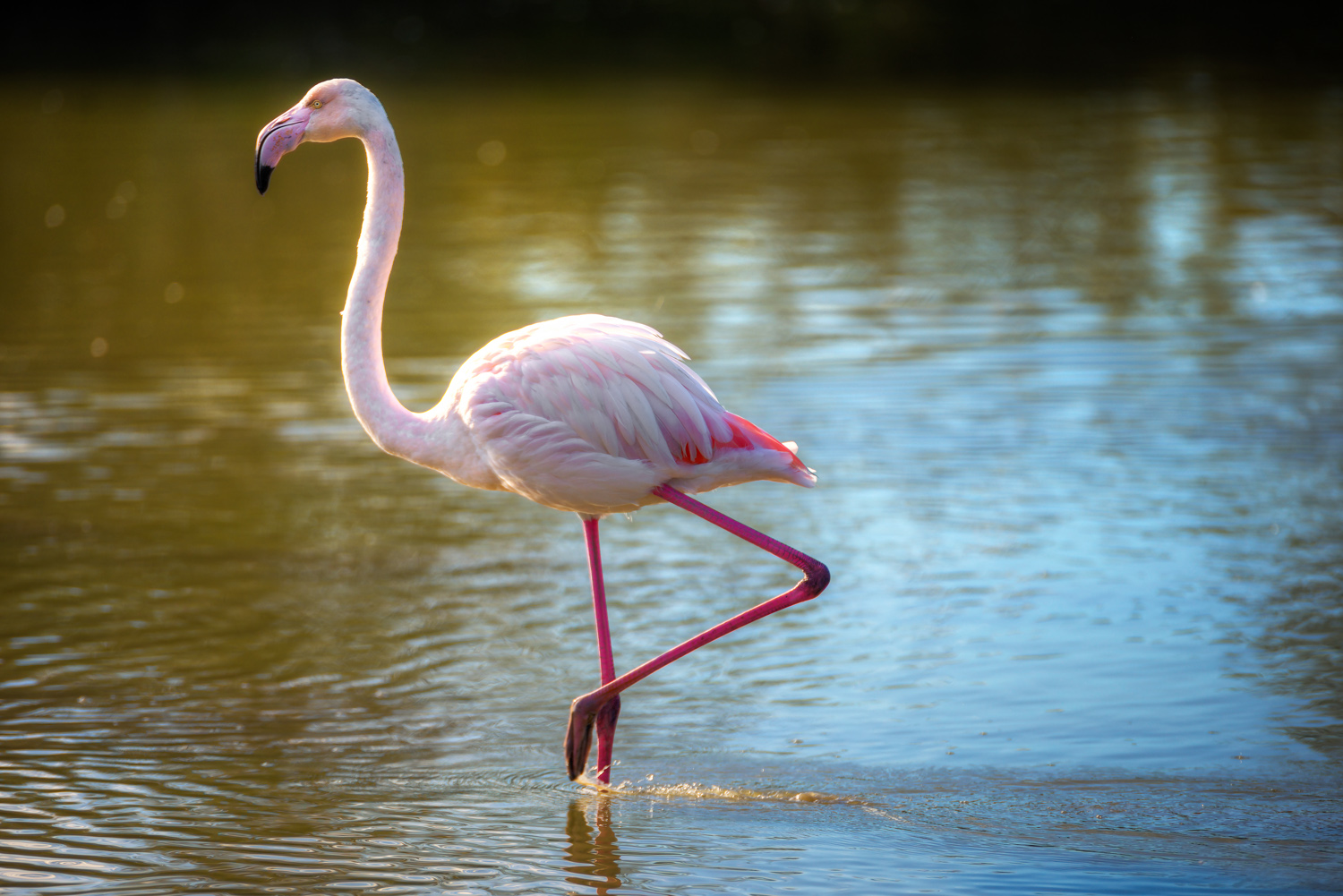 camargue-11