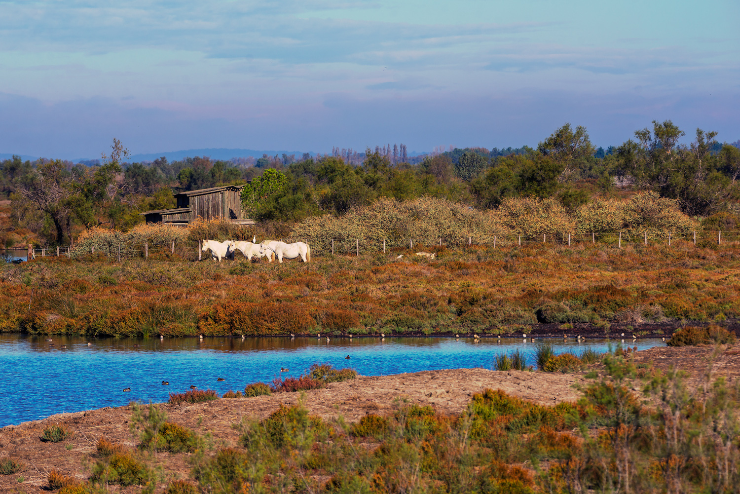 camargue-14