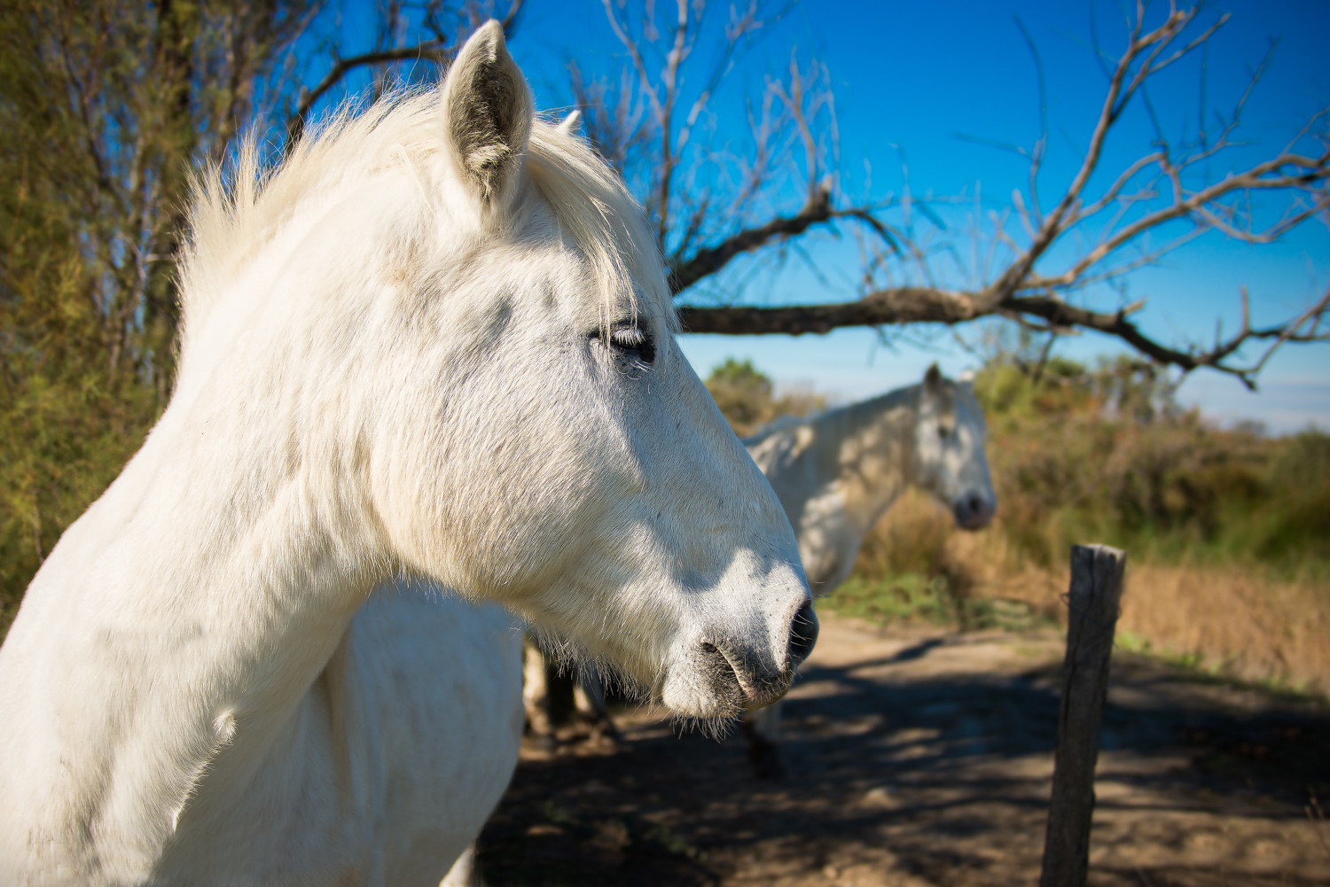 camargue-16