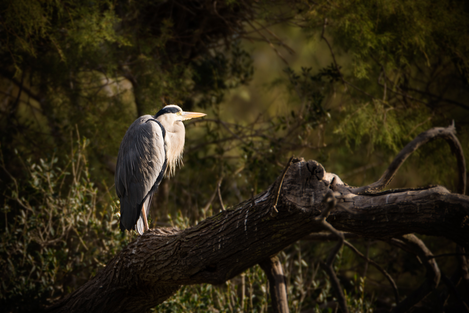 camargue-7