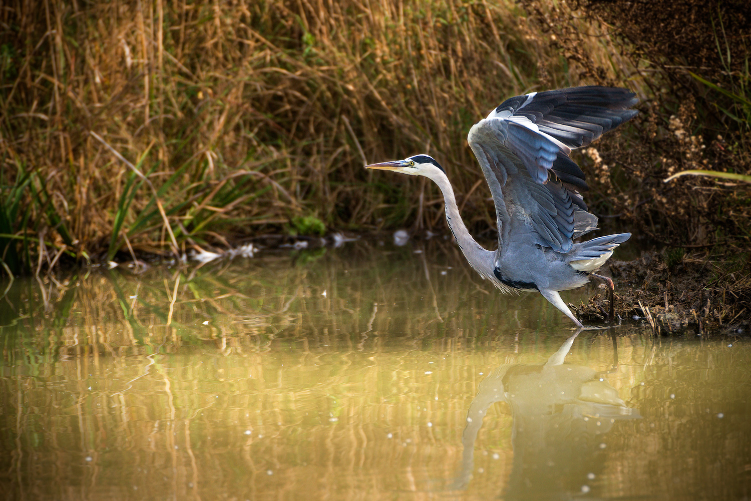 camargue-9