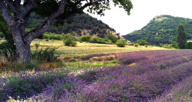 Timelapse sulle strade della lavanda